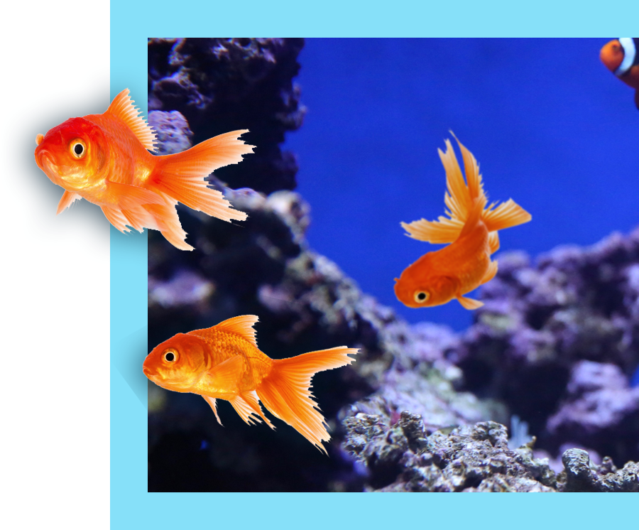 three goldfish