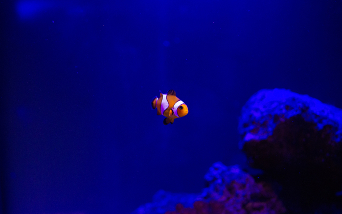 clownfish swimming